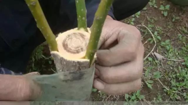 桃树嫁接新技术，小巷深处的园艺瑰宝探索