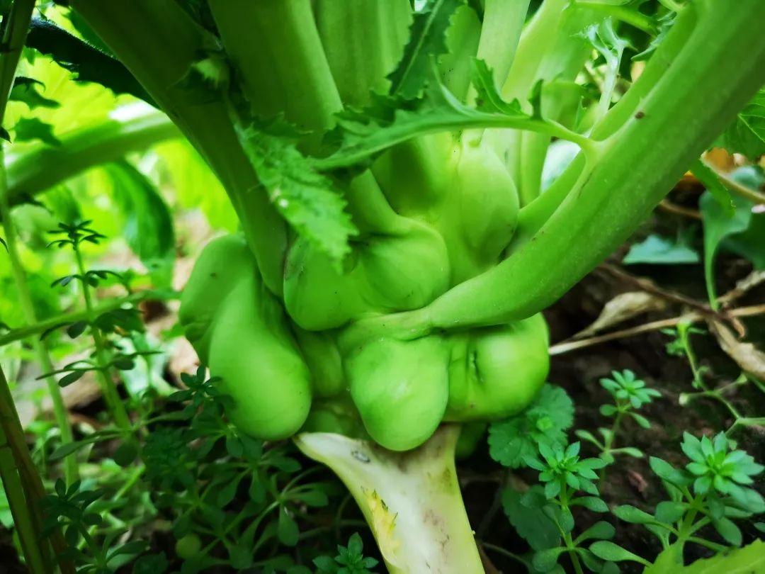 涪陵榨菜股票行情及小巷独特风味探究