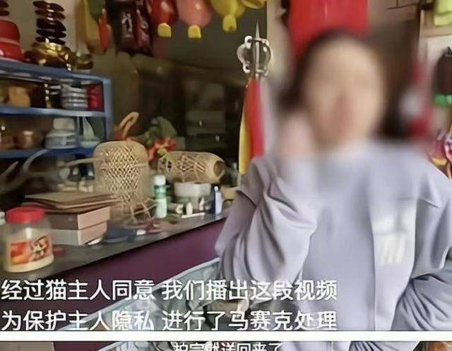 虐猫最新动态及观点论述